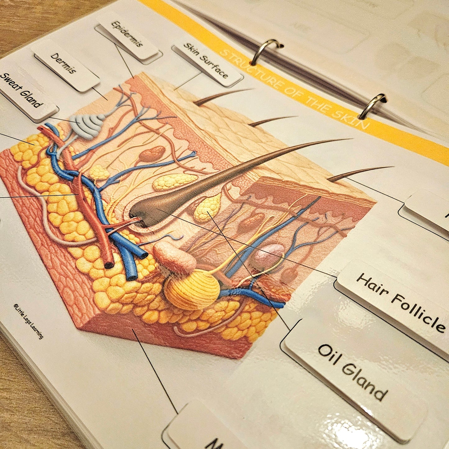 Anatomy Busy Book
